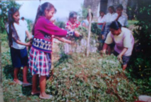 Imagen 4. Organización de Mujeres Totonacas en Tepango, aprendiendo a elaborar composta. Comité de Biodiversidad, Archivo UNITONA.