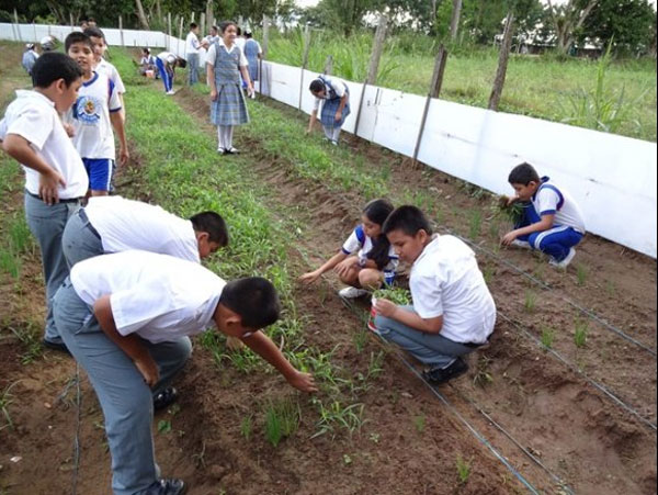 Los estudiantes realizando plantaciones